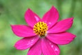 Macro shot of a beautiful and vibrantÃ¢â¬â¹ Ã¢â¬â¹cosmos flowersÃ¢â¬â¹ inÃ¢â¬â¹ rainyÃ¢â¬â¹ day. PinkÃ¢â¬â¹ cosmos flowers on a green background. In Royalty Free Stock Photo